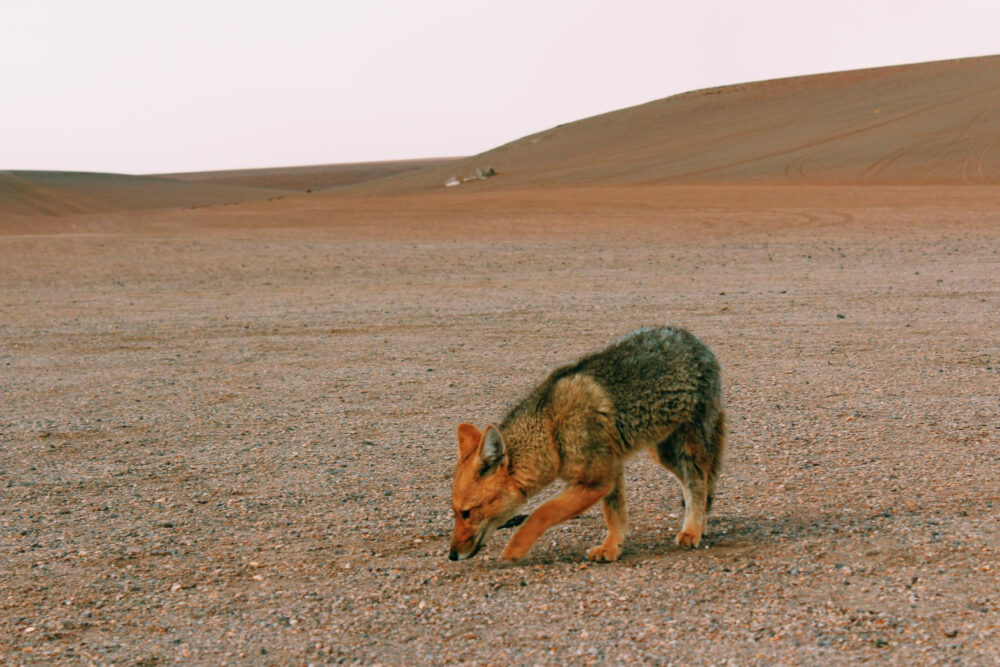 wild life in Egypt - Egyptian fox and desert safari